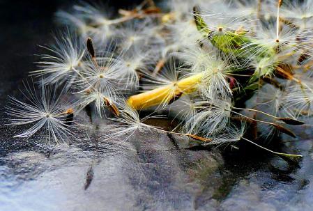Semillas de diente de león.