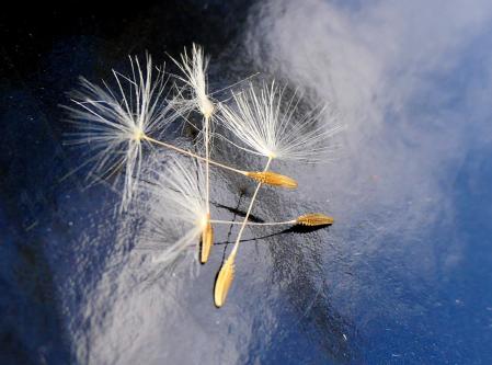 Semillas de diente de león.