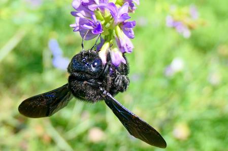 Abejorro carpintero europeo (Xylocopa violacea).