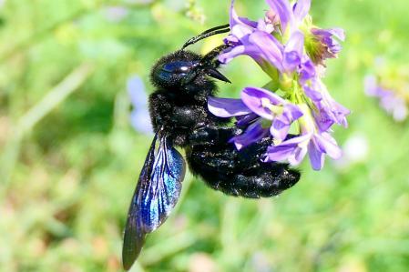 Abejorro carpintero europeo (Xylocopa violacea).