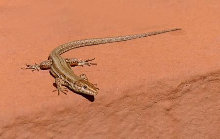 Lagartija al sol, en Vilobí d'Onyar.