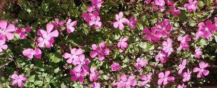 Primavera adelantada en Igualada.