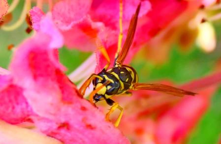 Avispa retratada en una flor.