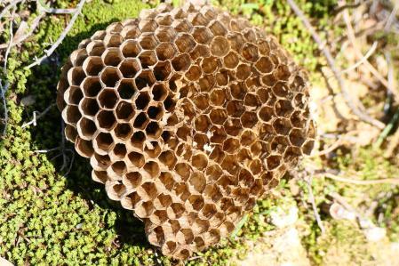 Avispero vacío de la avispa papelera.