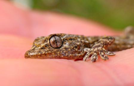 Pequeña salamanquesa.