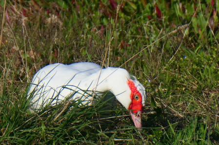 Pato criollo blanco.