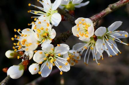 Ciruelo mirabolano en flor.