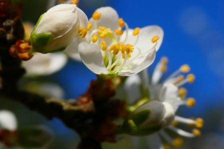 Ciruelo mirabolano en flor.