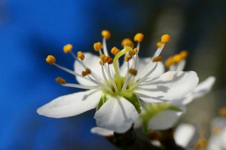 Ciruelo mirabolano en flor.