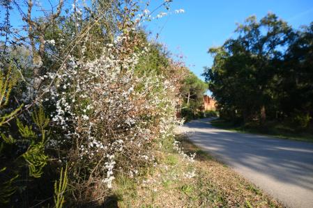 Ciruelo mirabolano en flor.