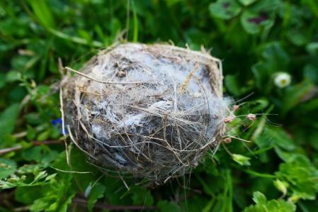 Detalle de un nido de pájaro ya vacío, en Vilobí d'Onyar.