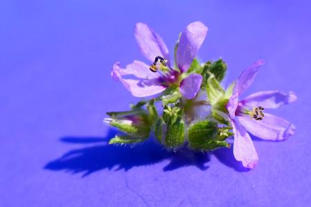 La flor de los alfileres, en Vilobí d'Onyar.