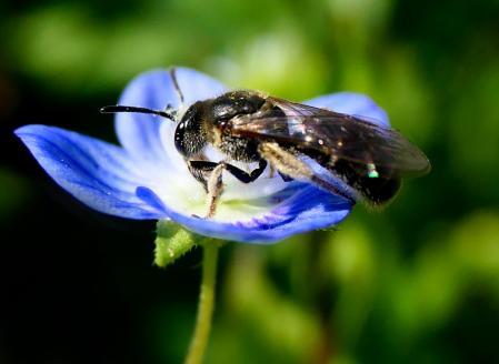 Abeja del sudor, en un jardín de Vilobí d'Onyar.