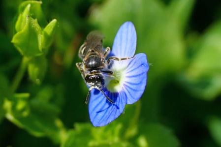 Abeja del sudor, en un jardín de Vilobí d'Onyar.