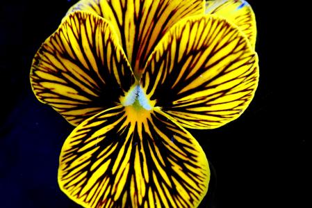 Viola cornuta Tiger Eye.