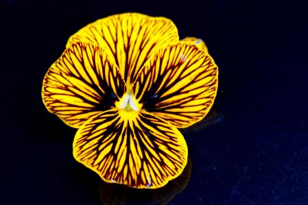 Viola cornuta Tiger Eye.