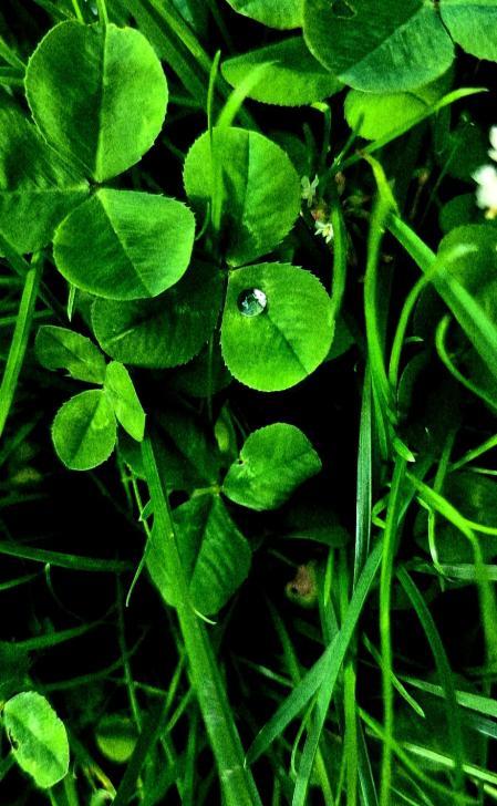 La última gota del rocío le regala un pearcing mañanero a la hola más presumida del jardín.