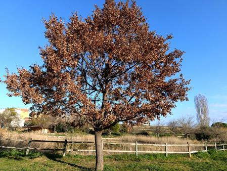 Roble marcescente de Alcorisa.