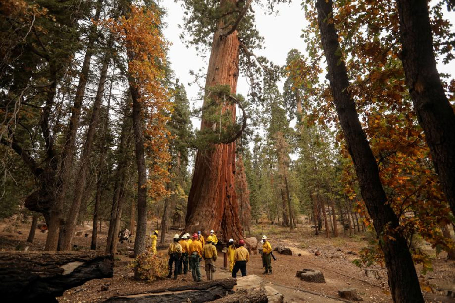 Expertos analizan el protocolo a seguir para contener los incendios forestales en el Sequoia National Park, California