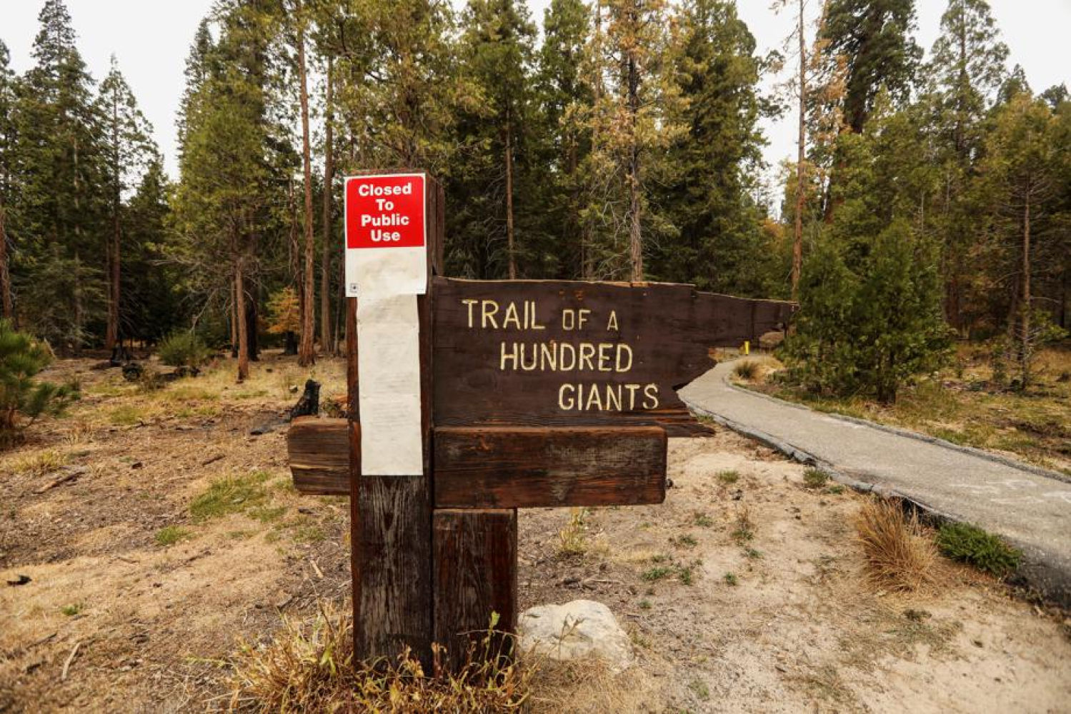 Las secuoyas son uno de los símbolos de los bosques californianos y de Sierra Nevada y The Trial of Hundred Giants es la ruta más famosa de la región