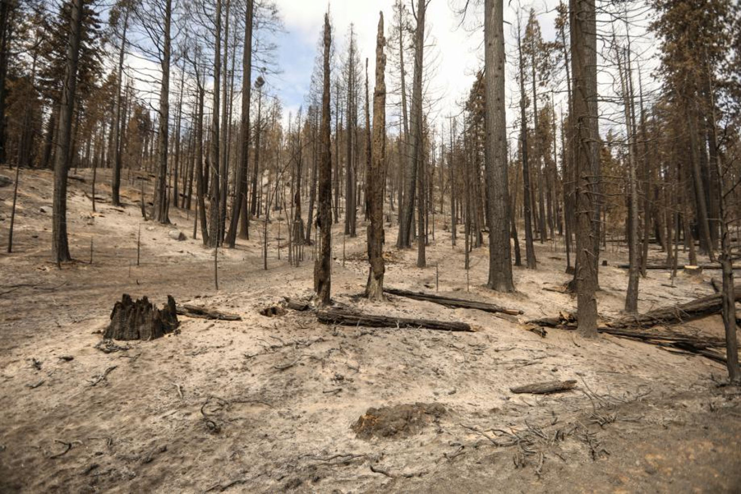 Los últimos dos incendios forestales han arrasado con casi 39.000 hectáreas y se contabilizan 44 ejemplares de secuoya perdidos