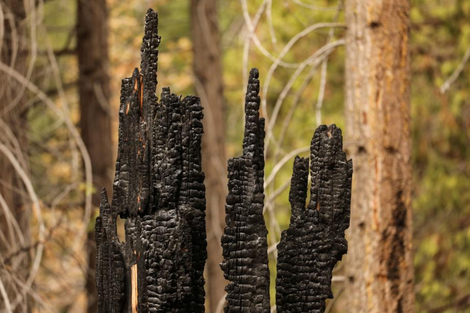 La secuoya puede llegar a los 100 metros de altura y los 3.000 años de vida, pero en 2020 se perdieron el 10% de los ejemplares debido al cambio climático