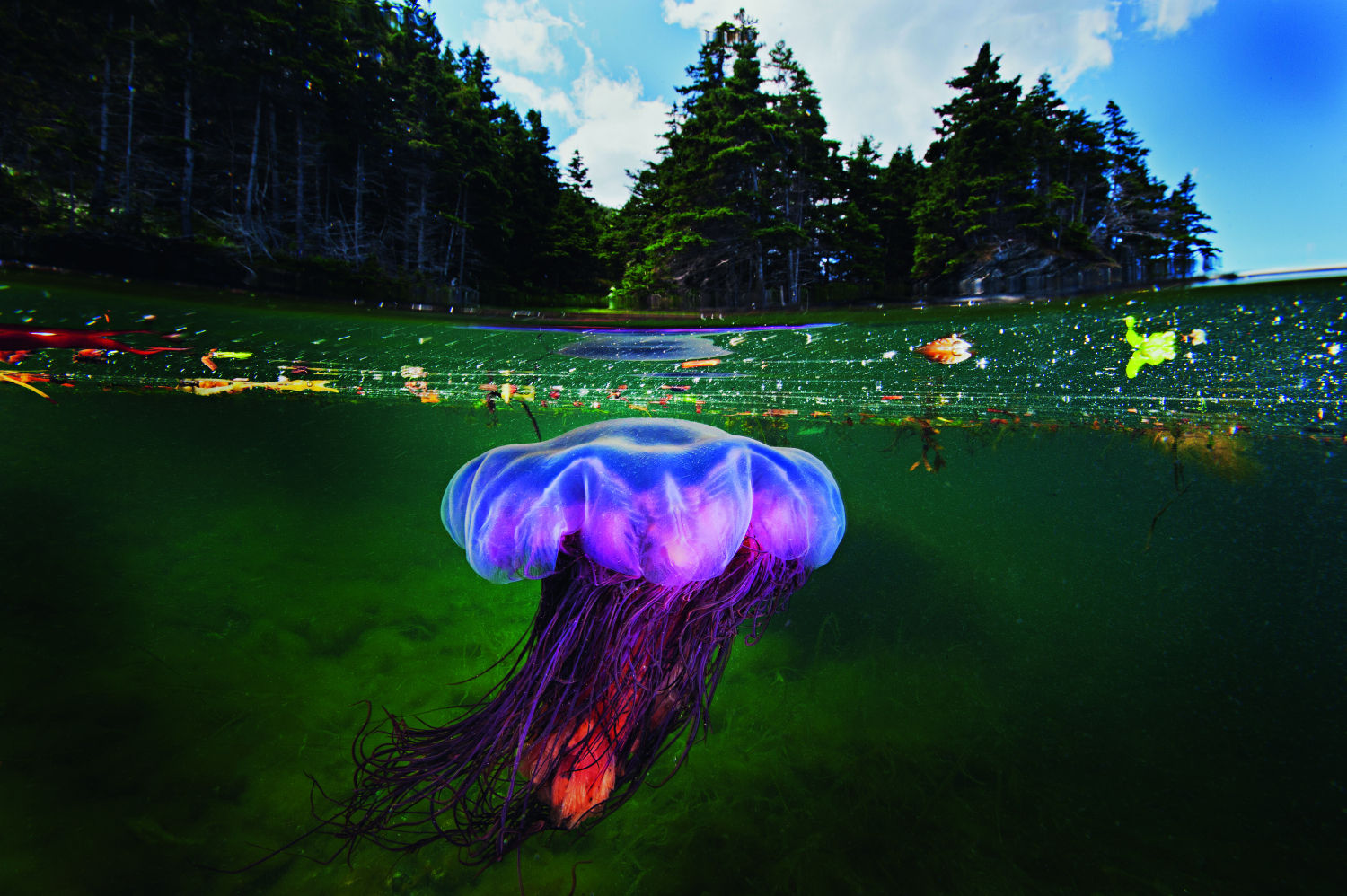 Medusa melena de león ártica (Cyanea capillata), Terranova, Canadá, 2012: Una de las mayores especies de medusa que existen, se desplaza con sus tonalidades moradas por las aguas del fiordo de Bonne, en Canadá