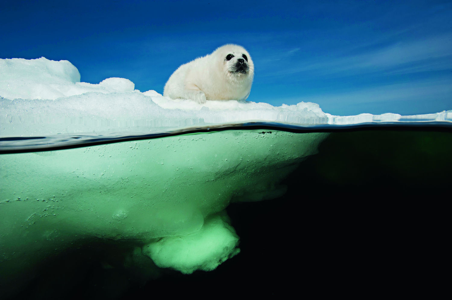 Cría de foca de Groenlandia, golfo de San Lorenzo, Canadá, 2011.  Para Doubilet estas focas son “una de las criaturas más hermosas del planeta”. Las crías necesitan reposar sobre las banquisas de hielo, cada vez más pequeñas debido al cambio climático