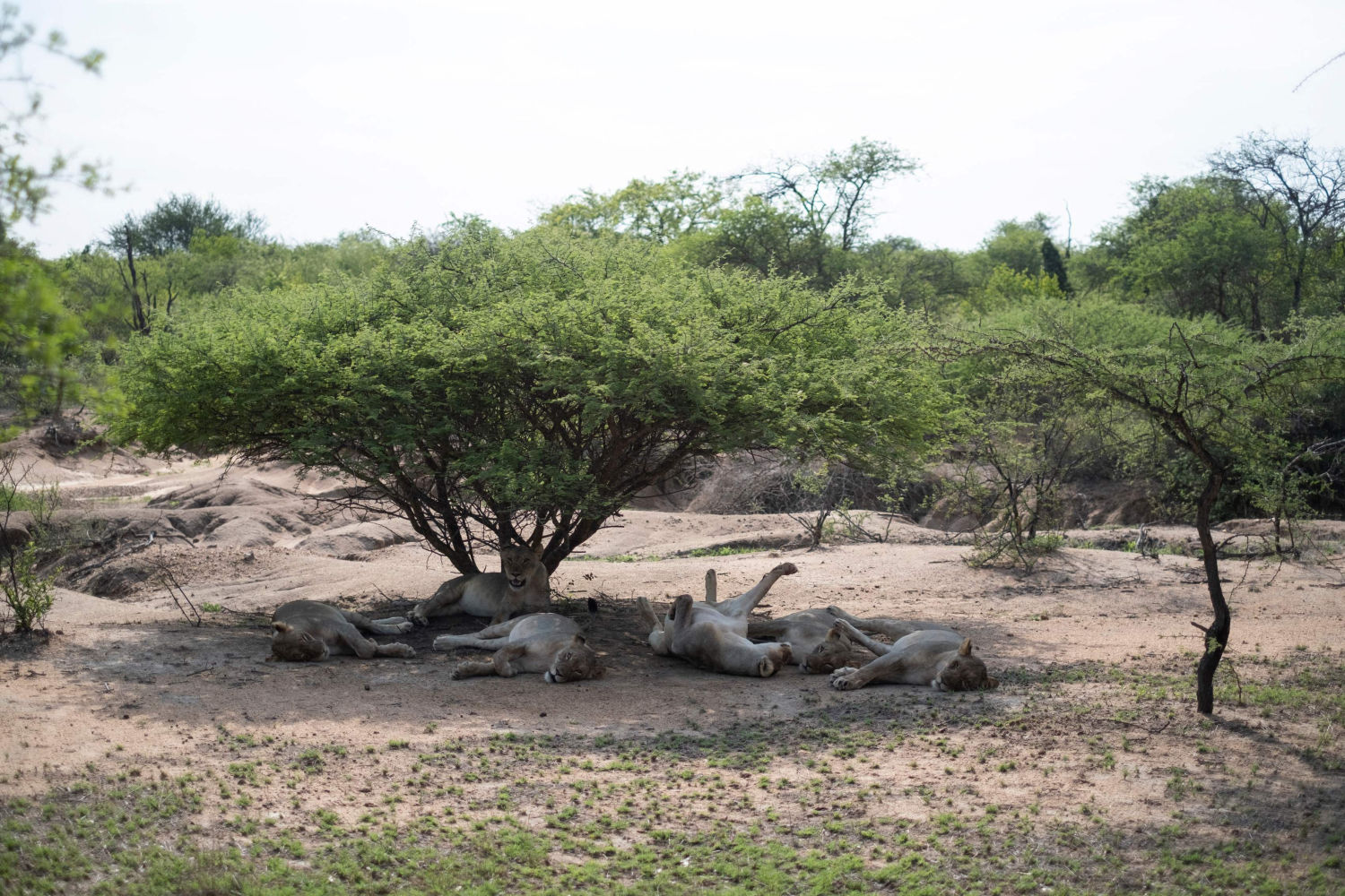 Los leones descansan bajo un árbol en la Reserva de Caza Rietspruit en Hoedspruit el 2 de diciembre de 2021.