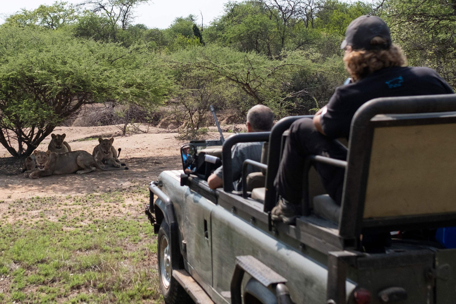 El Lion Management Forum South Africa (LiMF) supervisa alrededor de 700 leones entre 59 reservas. AFP