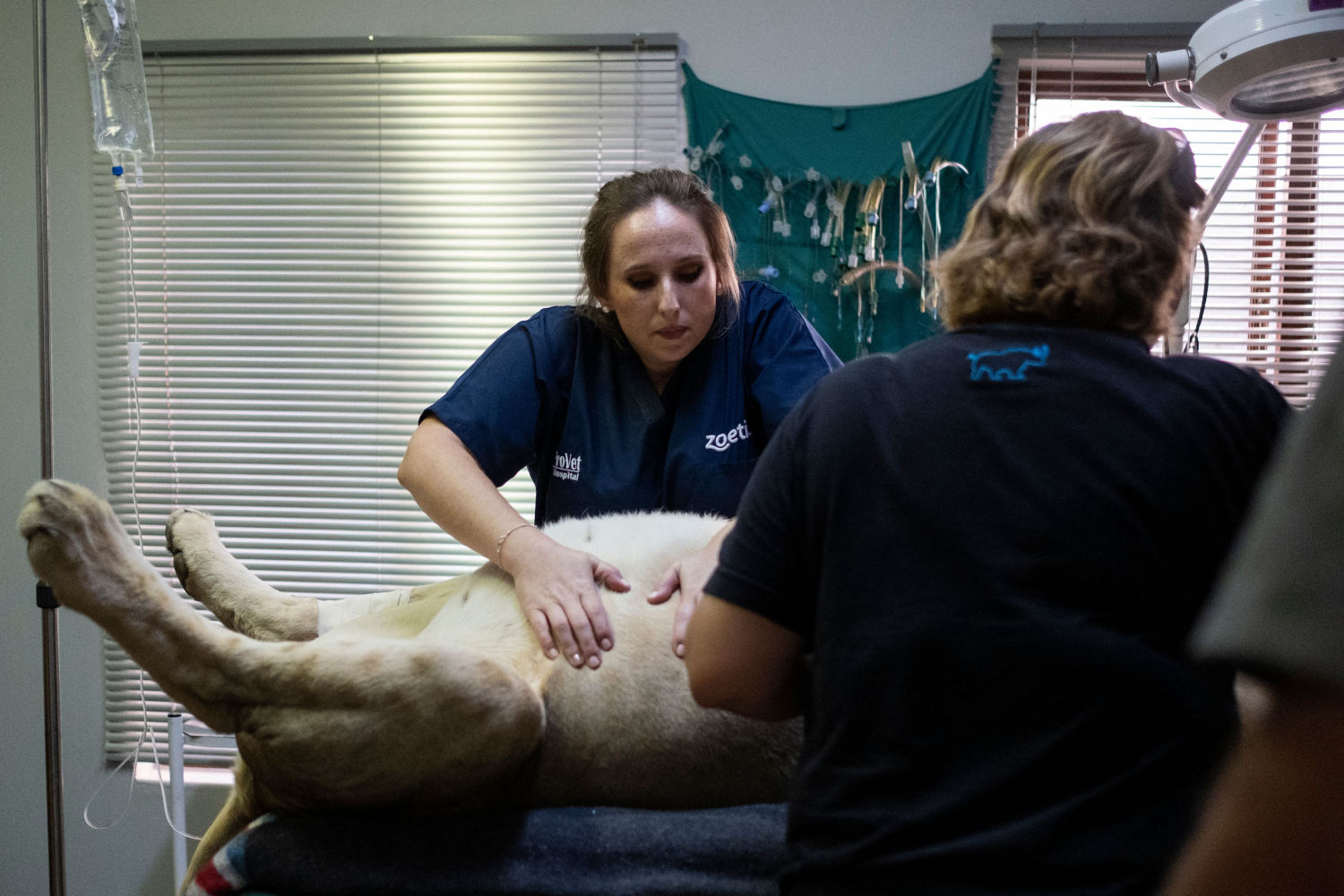 Veterinary surgeon Dr. Debbie English prepares to operate on a lioness to sterilise her at the Provet Wildlife Services & Animal Hospital in Hoedspruit, on December 1, 2021. - Conservationists and small reserve managers in 2010 set up a forum to manage their wild lions as a