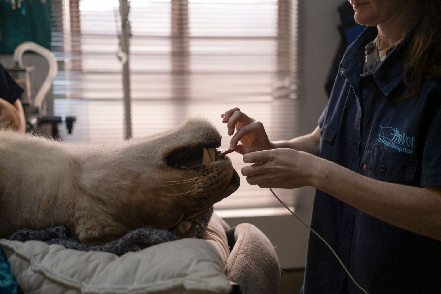 Una leona recostada en una mesa de operaciones antes de ser esterilizada en el Provet Wildlife Services & Animal Hospital en Hoedspruit.