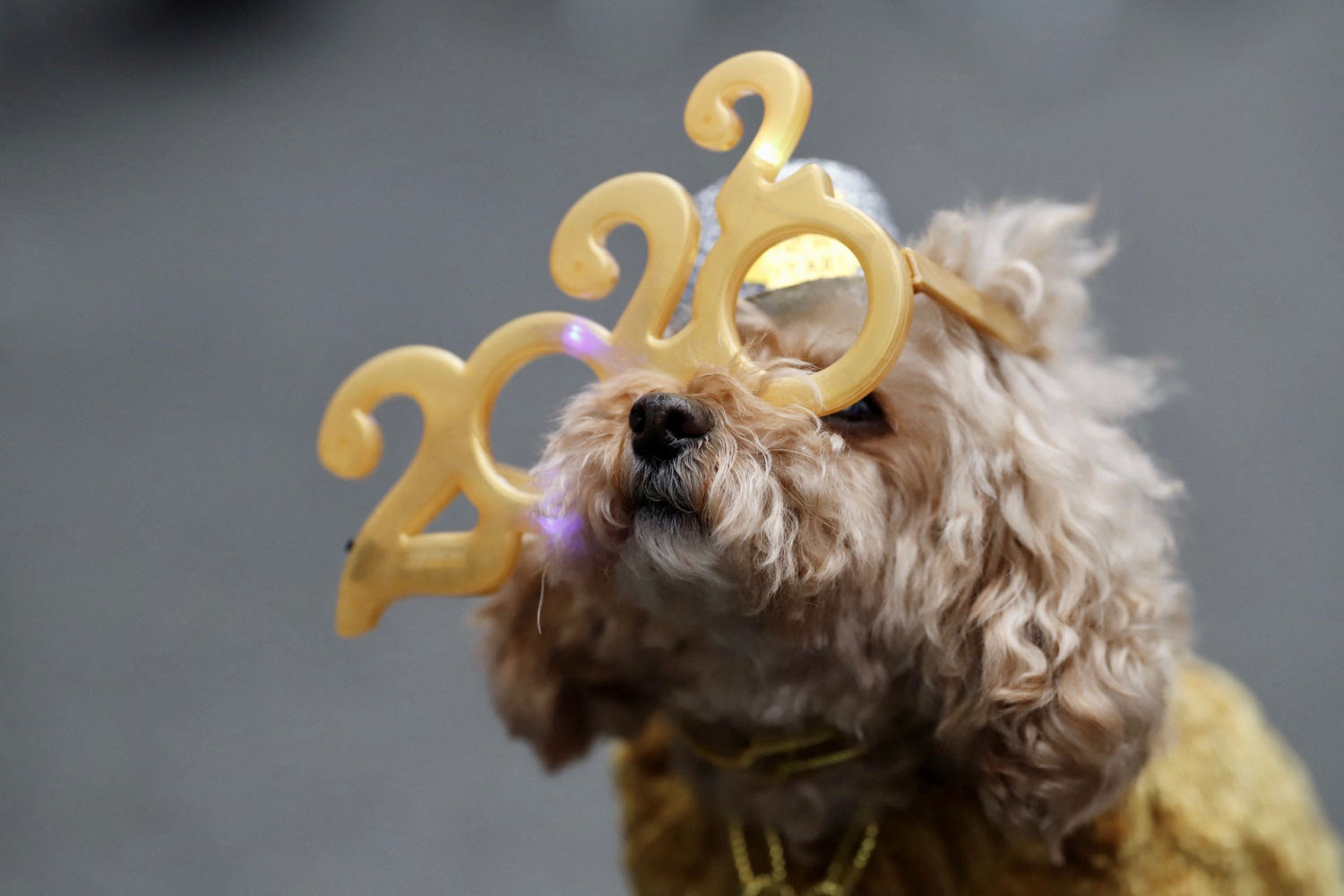 Un perro llamado Teddy, de 12 años, luce unas gafas con el numero 2022 en West 47th Street antes de las celebraciones de Nochevieja en Times Square, en el distrito de Manhattan de la ciudad de Nueva York, EE. UU. UU..