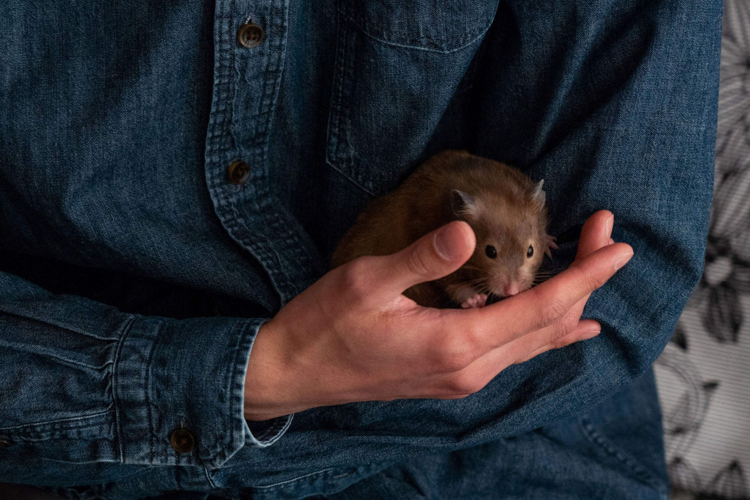 El hámster de dos años llamado 