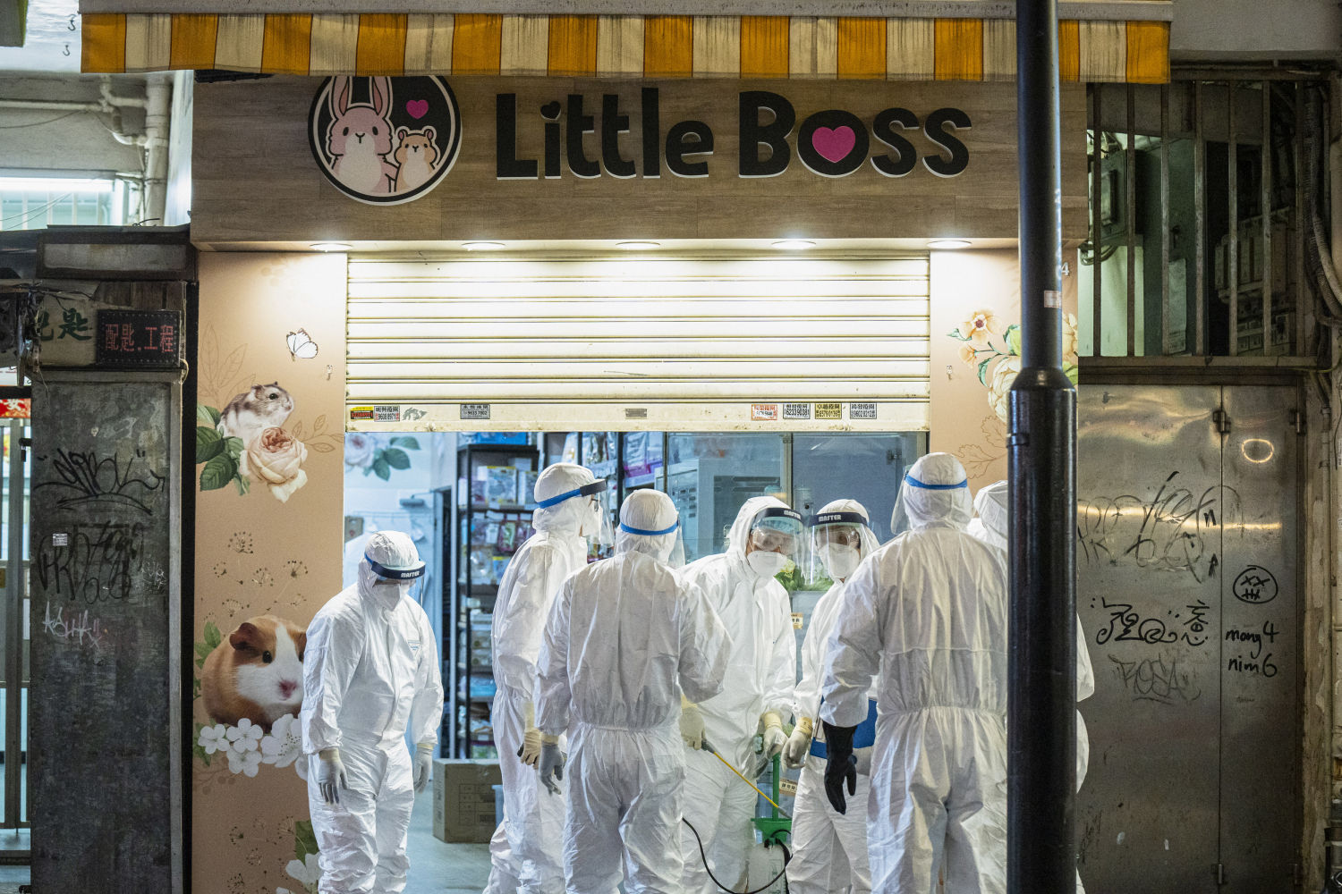 Trabajadores del Departamento de Agricultura, Pesca y Conservación de Hong Kong retiran animales pequeños de la tienda de mascotas Little Boss en Hong Kong, China, el martes 18 de enero de 2022.