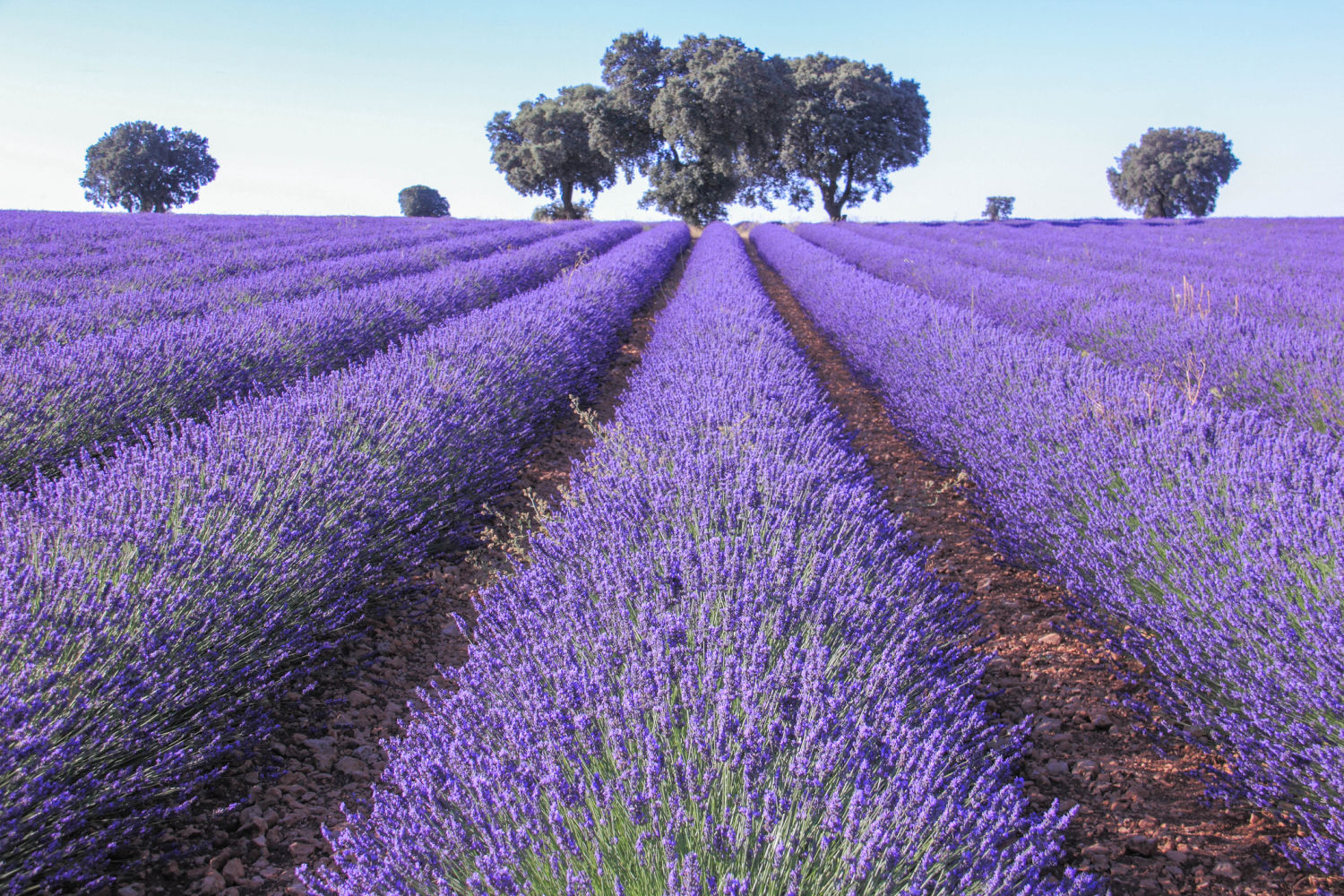 Brihuega (Guadalajara). Los campos de lavanda de la localidad manchega atraen cada mes de julio a miles de visitantes deseosos de contemplar un espectáculo de la floración