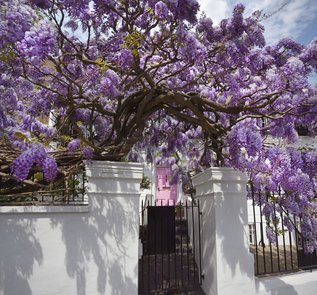Bedford Gardens (Londres). La floración de la glicina transforma este rincón de Notting Hill en uno de los lugares preferidos por los instagramers a finales de abril y principios de mayo