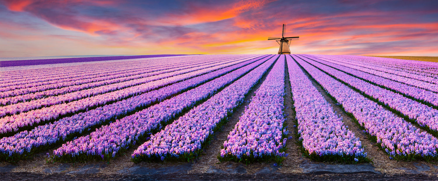 Holanda (Países Bajos). Contemplar el festival cromático de campos de tulipanes -y jacintos (en la imagen)- ha llevado a diseñar rutas turísticas para recorrer la zona