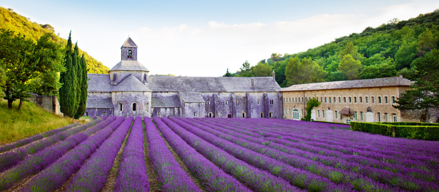 Abadía de Sénanque, Provenza (Francia). Los campos de lavanda que rodean el monasterio cisterciense, cerca de la localidad de Gordes, ofrecen uno de los paisajes más hermosos y fotografiados de la región