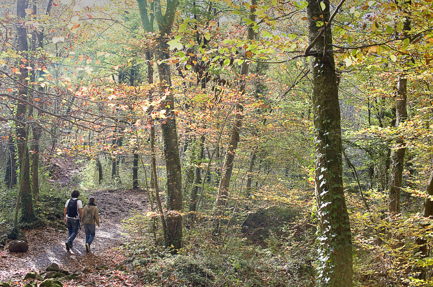 Pareja caminando entre la frondosidad del bosque que forma la Fageda d´en Jordà, un espacio natural emblemático de la Garrotxa, donde se alza un hayedo excepcional rodeado de conos volcánicos