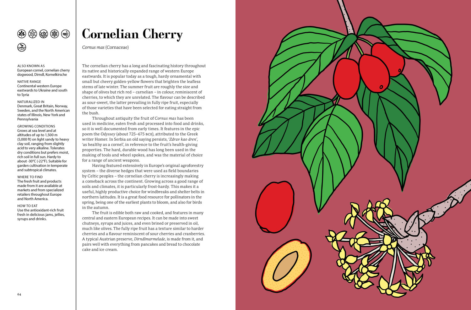 ‘Edible: 70 sustainable plants that are changing how we eat’, ricamente ilustrado por Katie Kulla, explora alimentos sostenibles y a menudo poco conocidos. Cada ficha da información sobre cultivo, nutrición, los perfiles de sabor relevantes e incluso propiedades medicinales inesperadas