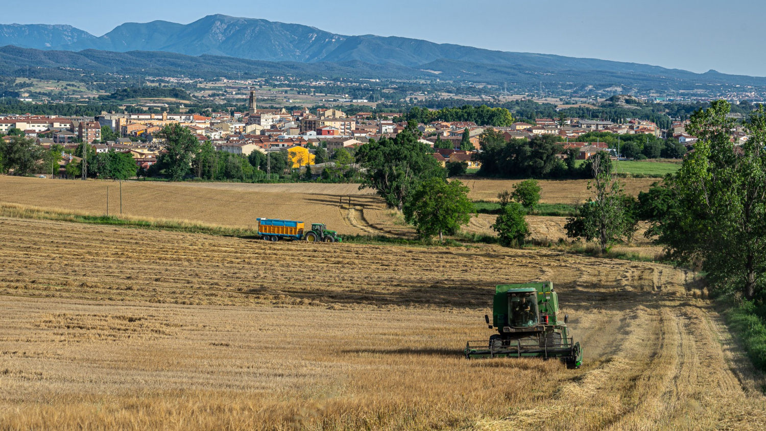 Trabajos de verano en el campo de cereales en Manlleu.