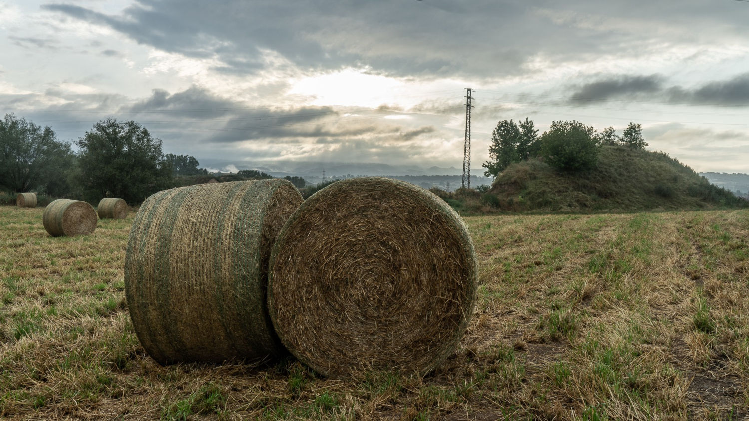 Pacas tras la siega en un campo de Manlleu.
