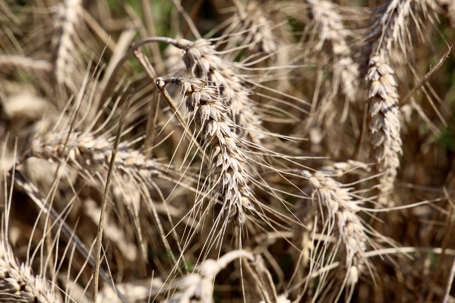 Espigas en un campo de Regencós.