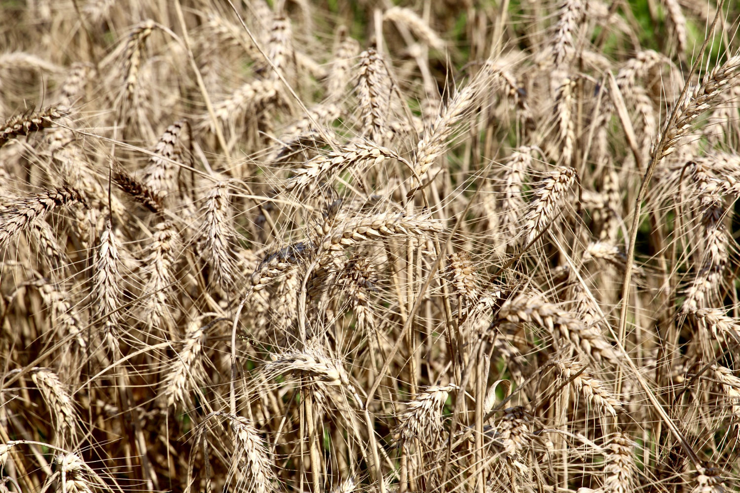 Campo de cereales antes de la siega en Regencós.