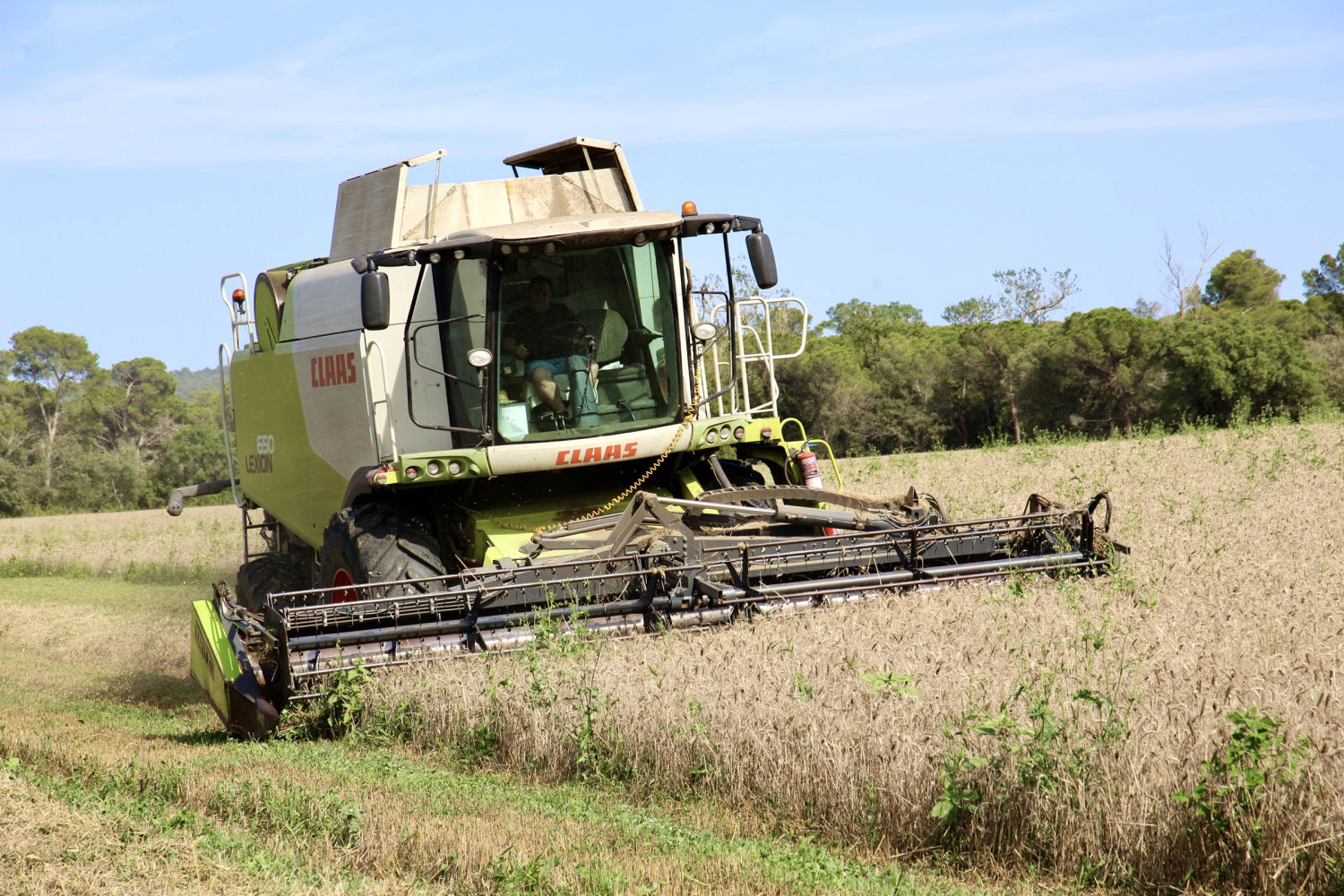 Máquina segadora en Regencós.