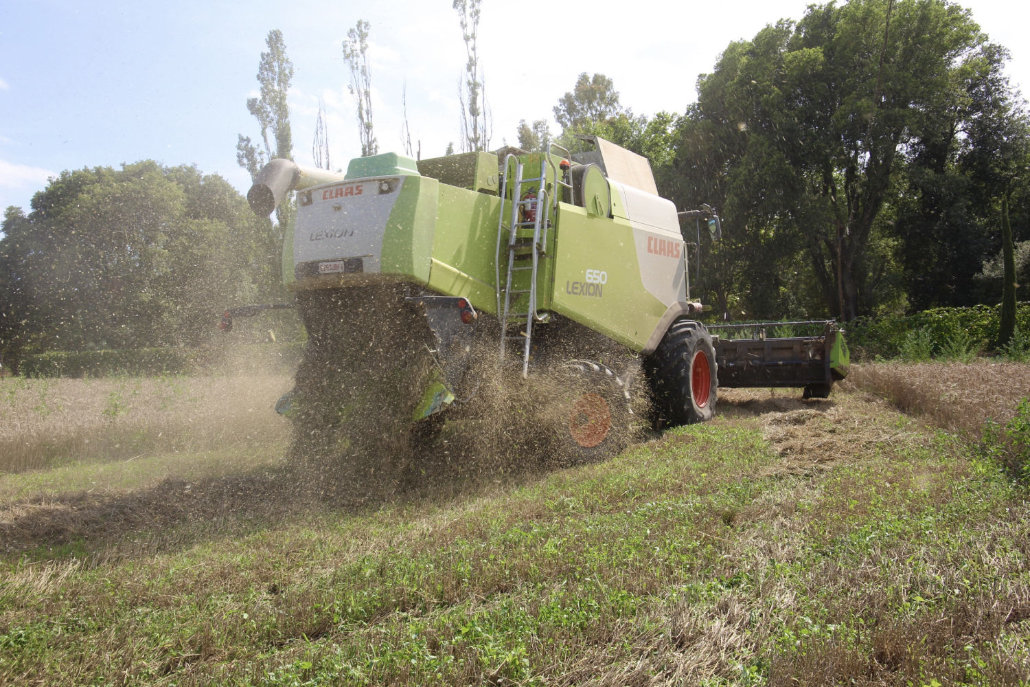 Siega mecanizada en Regencós.