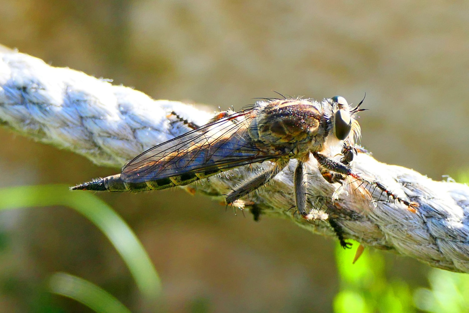 La mosca ladrona ha atrapado a la avispa.