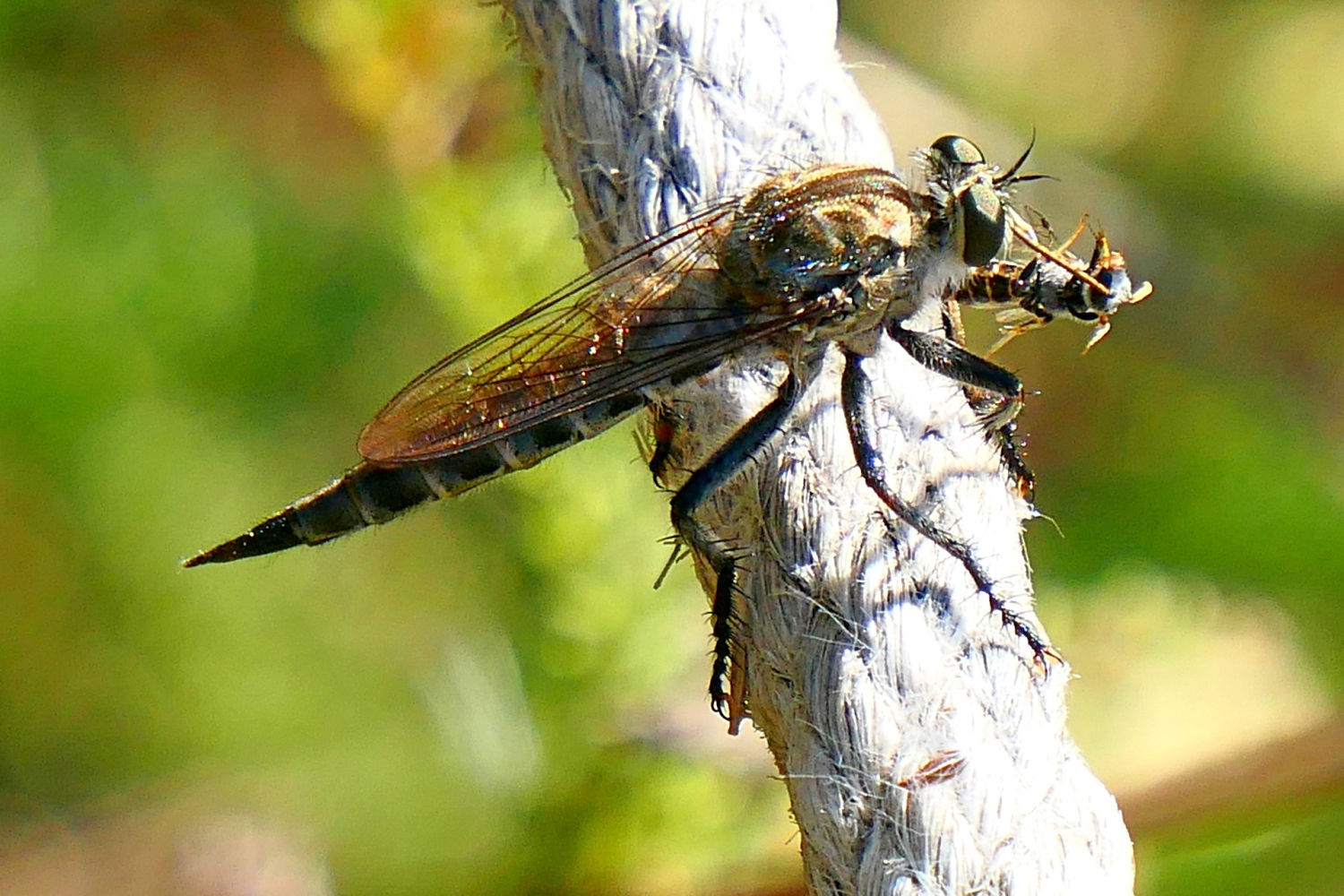 Mosca ladrona empieza a zamparse la avispa.
