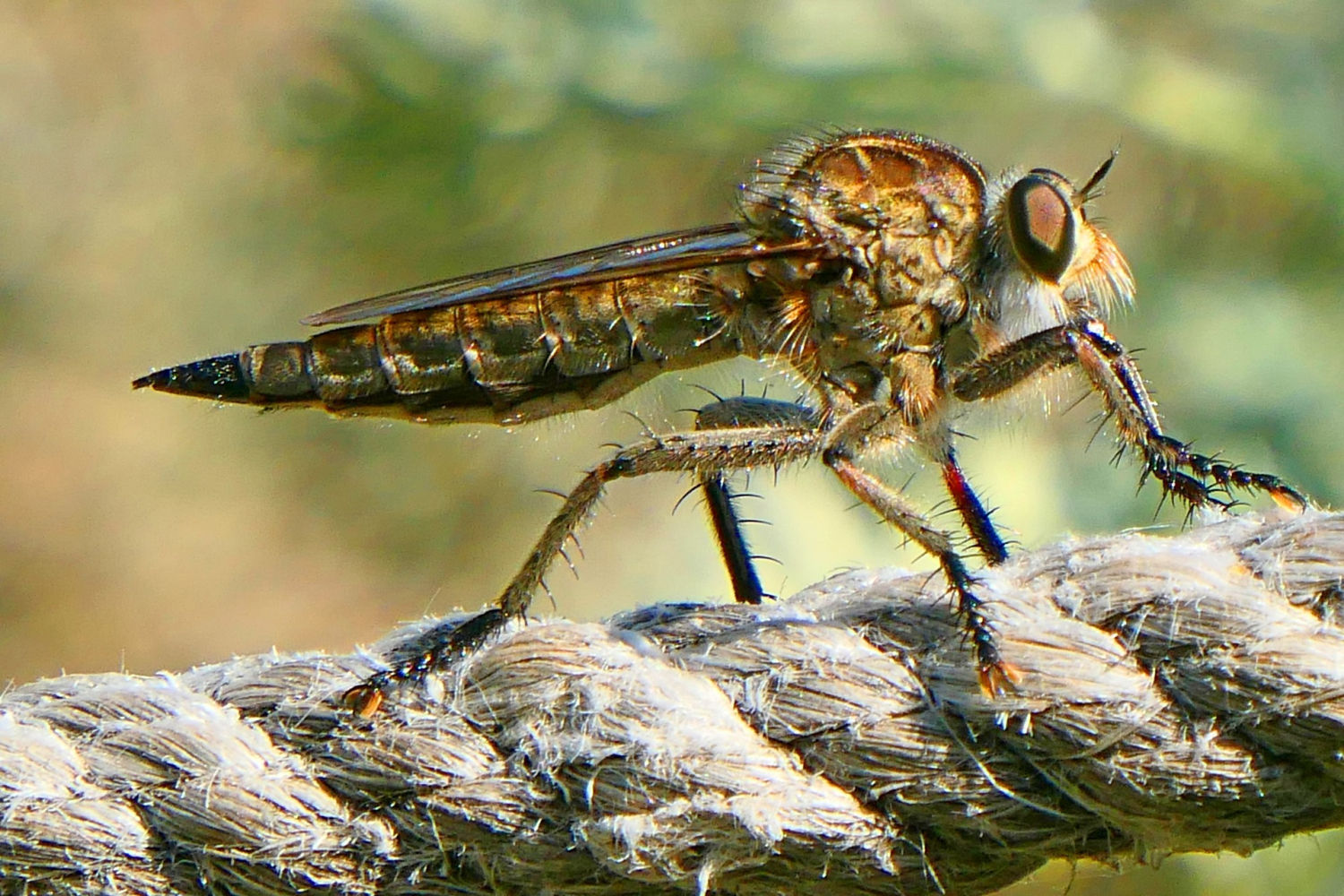 Detalle de las patas peludas de la mosca ladrona, ya satisfecha después de haber comido.